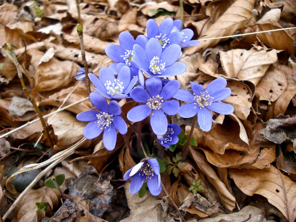 28 nochmals ein schoener Fruehlingsgruss.JPG